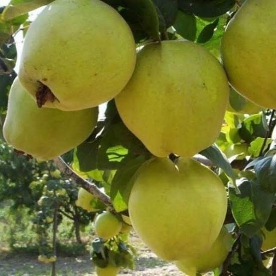 Ege 22 AYVA FİDANI